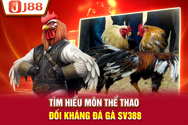 Tìm hiểu môn thể thao đối kháng đá gà SV388 Tìm hiểu môn thể thao đối kháng đá gà SV388